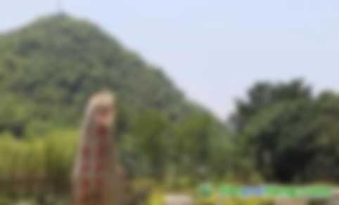 中關(guān)村綠色發(fā)展智庫(kù)專家、教授李金良：促進(jìn)我國(guó)CCER林業(yè)碳匯交易的建議