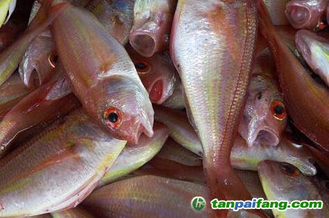 過度捕撈和氣候變化造成了馬拉維湖的魚類數量下降