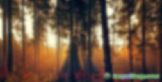 影響森林固碳效應(yīng)的因素有哪些？