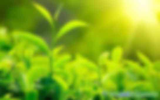 疫情陰影下，CCER憑什么六個月價格暴漲三倍？