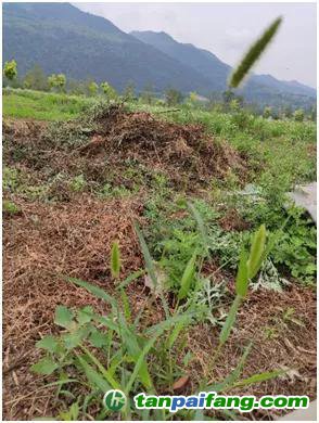 公園、綠化帶隨處可見(jiàn)的狗尾巴草（熊曉虎 攝）